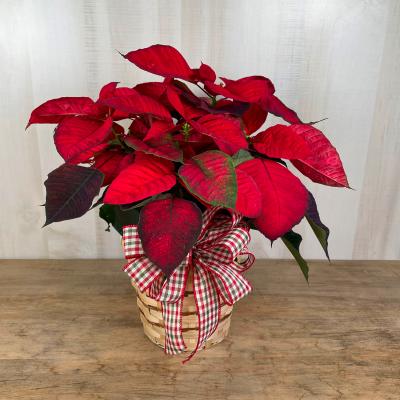 Poinsettia
