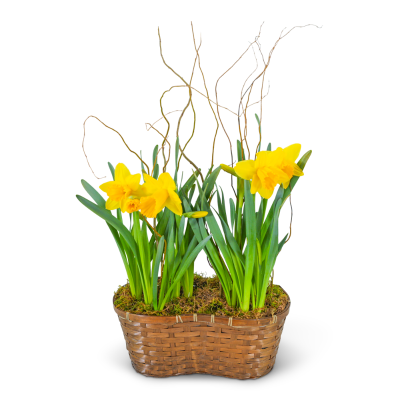 Double Daffodil Basket – photo 2