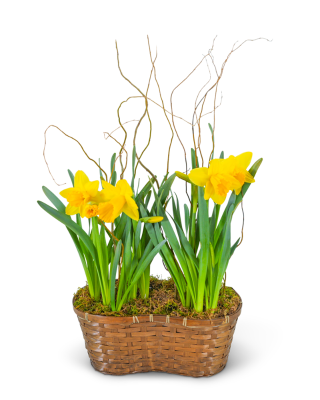 Double Daffodil Basket