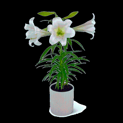 Easter Lily Plant – photo 2