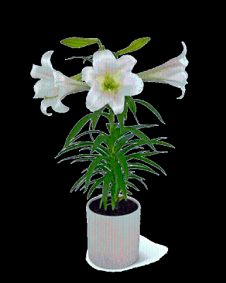 Easter Lily Plant