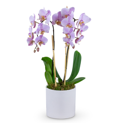 Phalaenopsis Orchid – photo 2