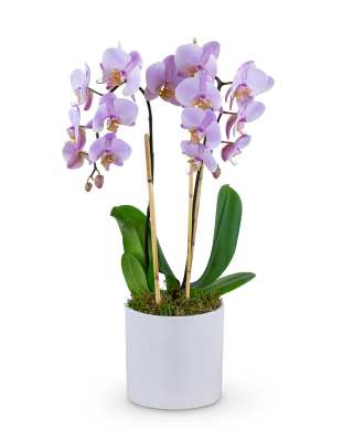 Phalaenopsis Orchid