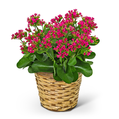 Rosy Bloom Kalanchoe Plant – photo 2