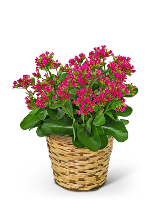 Rosy Bloom Kalanchoe Plant