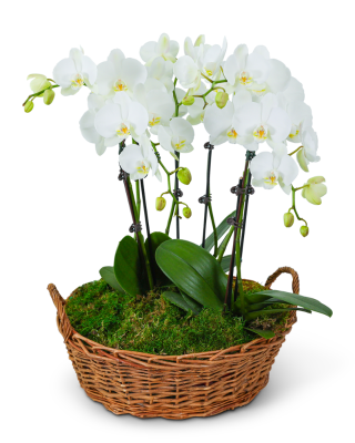 Serenity Orchid Plant
