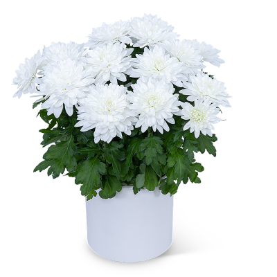 White Chrysanthemum Plant – photo 2