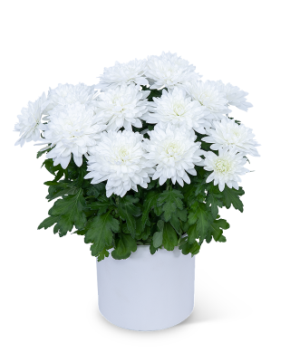 White Chrysanthemum Plant