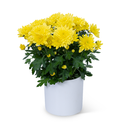 Yellow Chrysanthemum Plant – photo 2