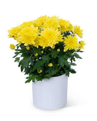 Yellow Chrysanthemum Plant