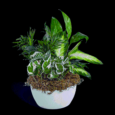 Zen Dish Garden – photo 2
