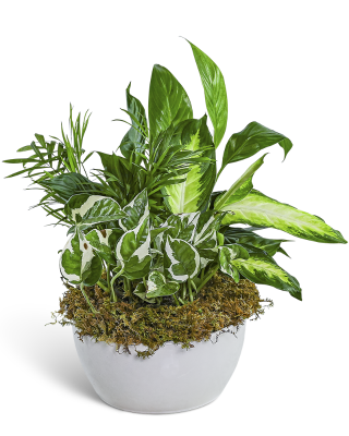 Zen Dish Garden