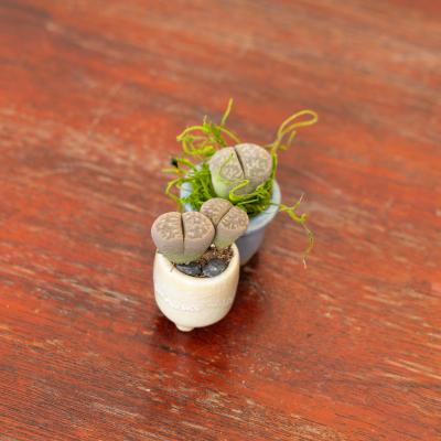 Mini Lithops Plants - Small