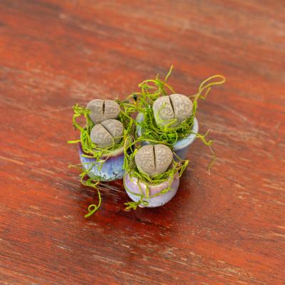 Mini Lithops Plants - Small