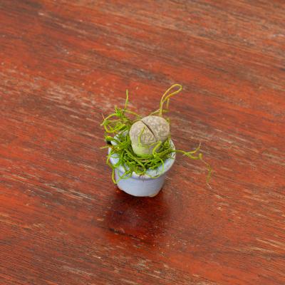 Mini Lithops Plants - Small