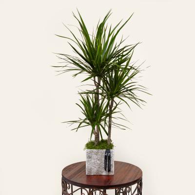 Dracaena Marginata Plant | Diana's Flowers in Los Angeles, California